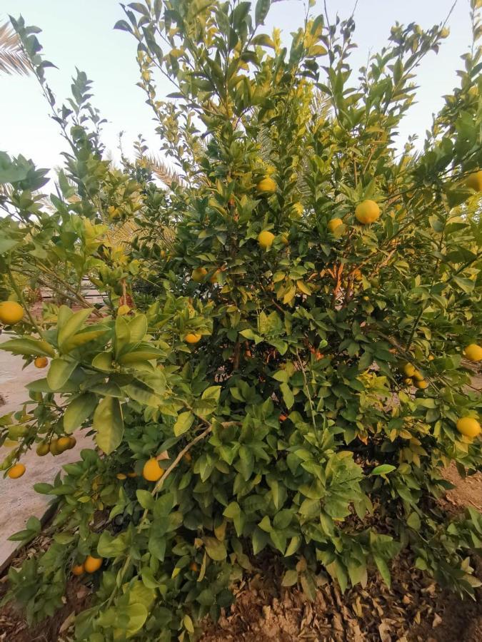 אל אולה Almazham Camp Resort מראה חיצוני תמונה