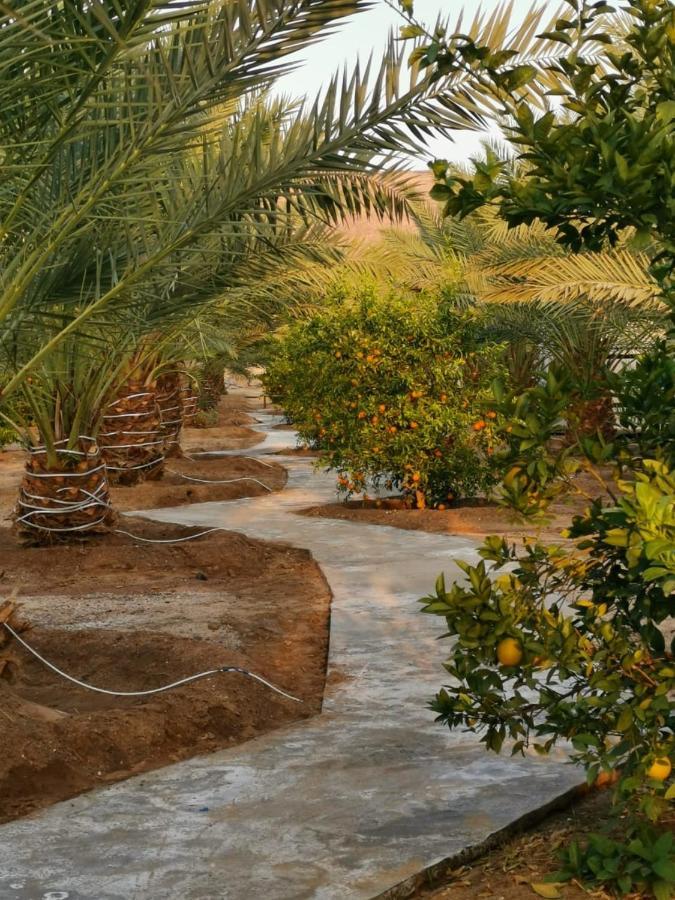 אל אולה Almazham Camp Resort מראה חיצוני תמונה